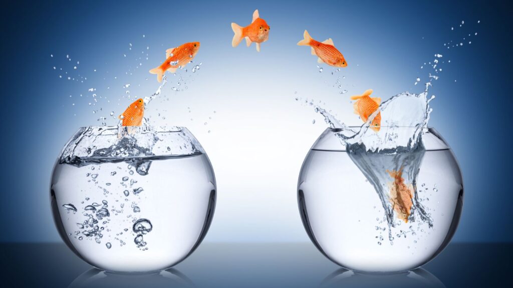 Goldfish leaping from one fishbowl to another, symbolizing transition and transformation—representing effective Change Management strategies during a Microsoft Dynamics 365 Business Central ERP upgrade.